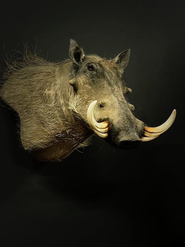 Opgezette kop van een wrattenzwijn