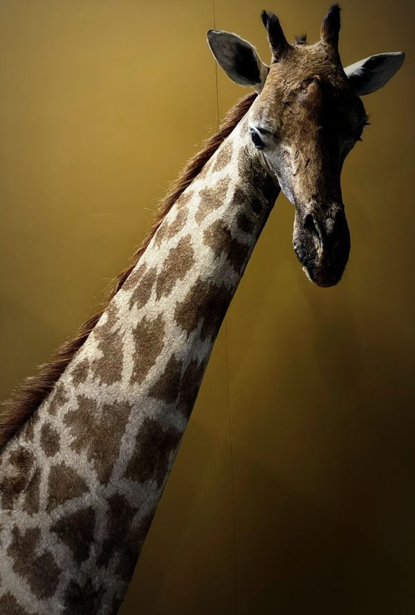 Opgezette Giraffe