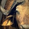Nieuwe opgezette kop van een Kaapse buffel