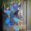 Glazen vitrine met vlinders