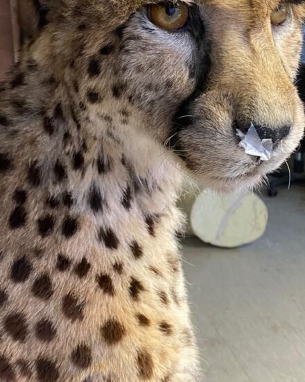 Cheetah2