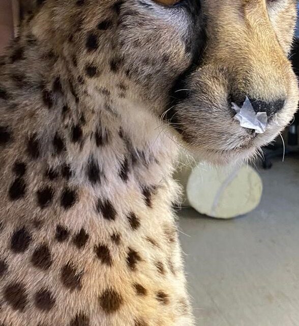 Cheetah2