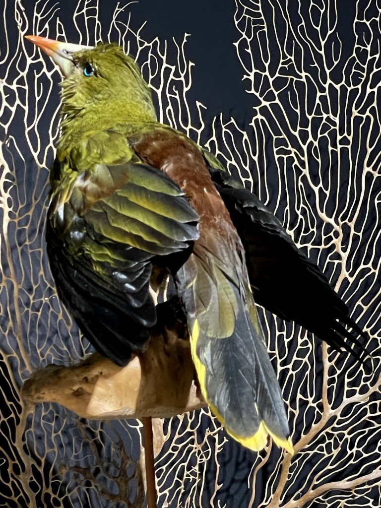 Opgezette groene oropendola