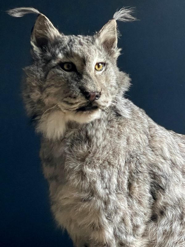 Opgezette Europese Lynx