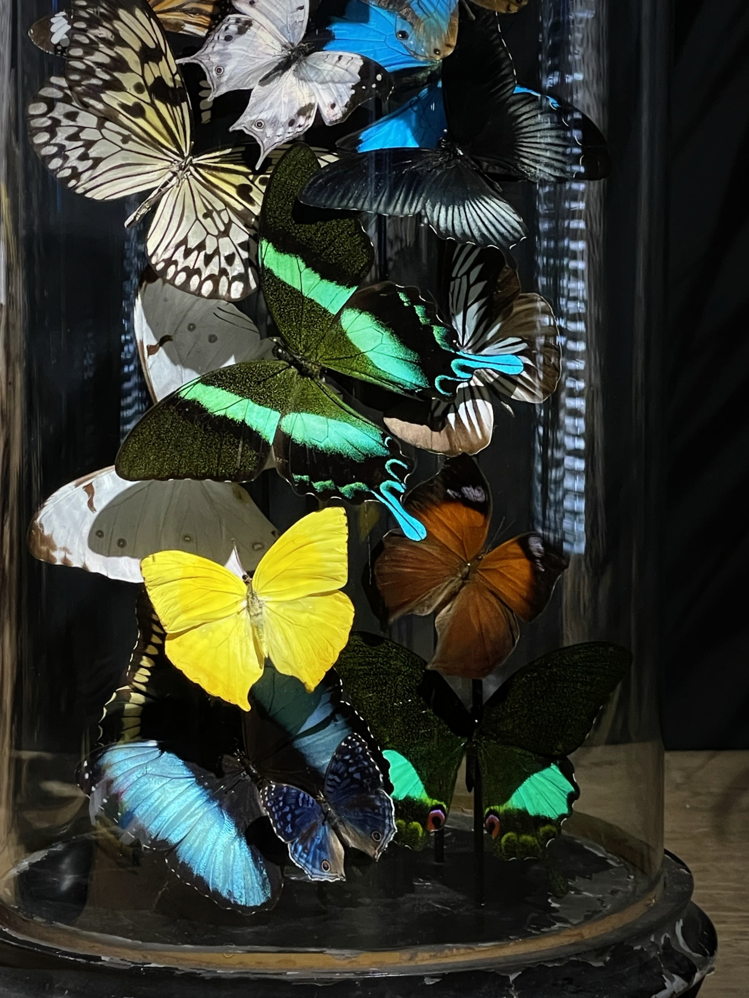 Antieke stolp gevuld met een luxe mix van vlinders