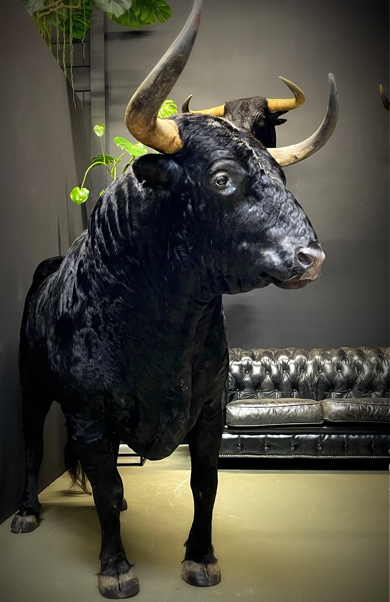 Mounted Spanish bull - BEAST Interiors