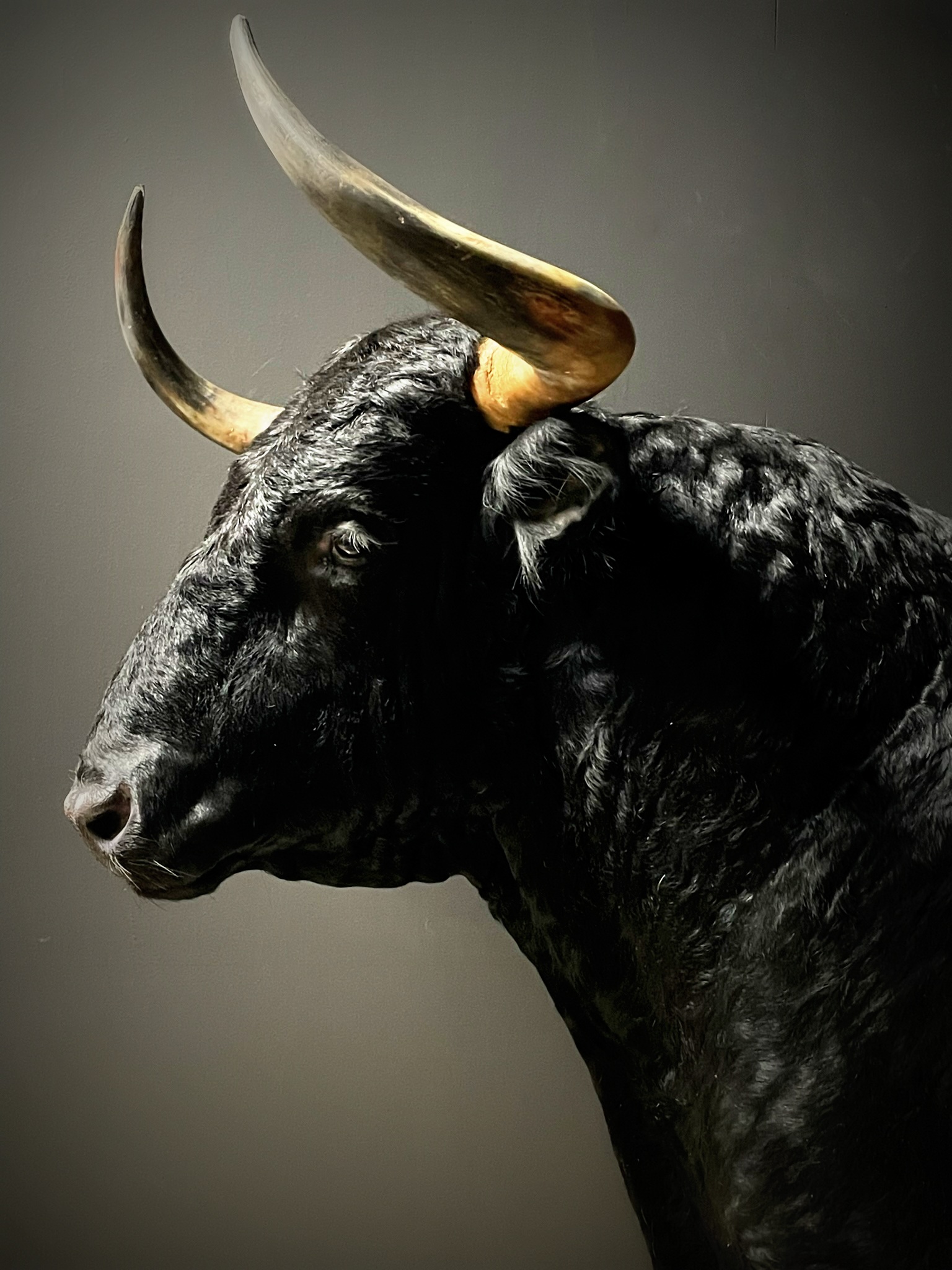 Mounted Spanish bull - BEAST Interiors