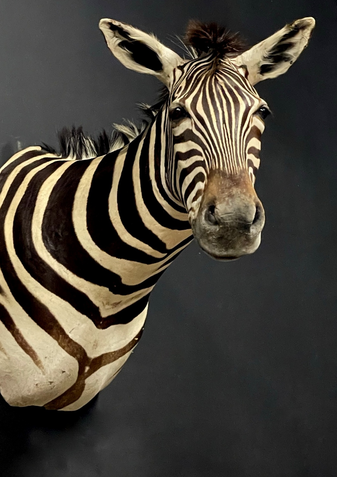 Opgezette kop van een zebra