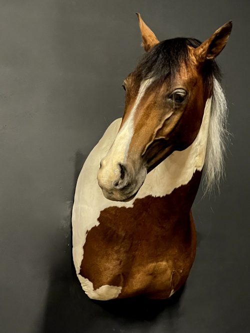 Opgezet paardenhoofd