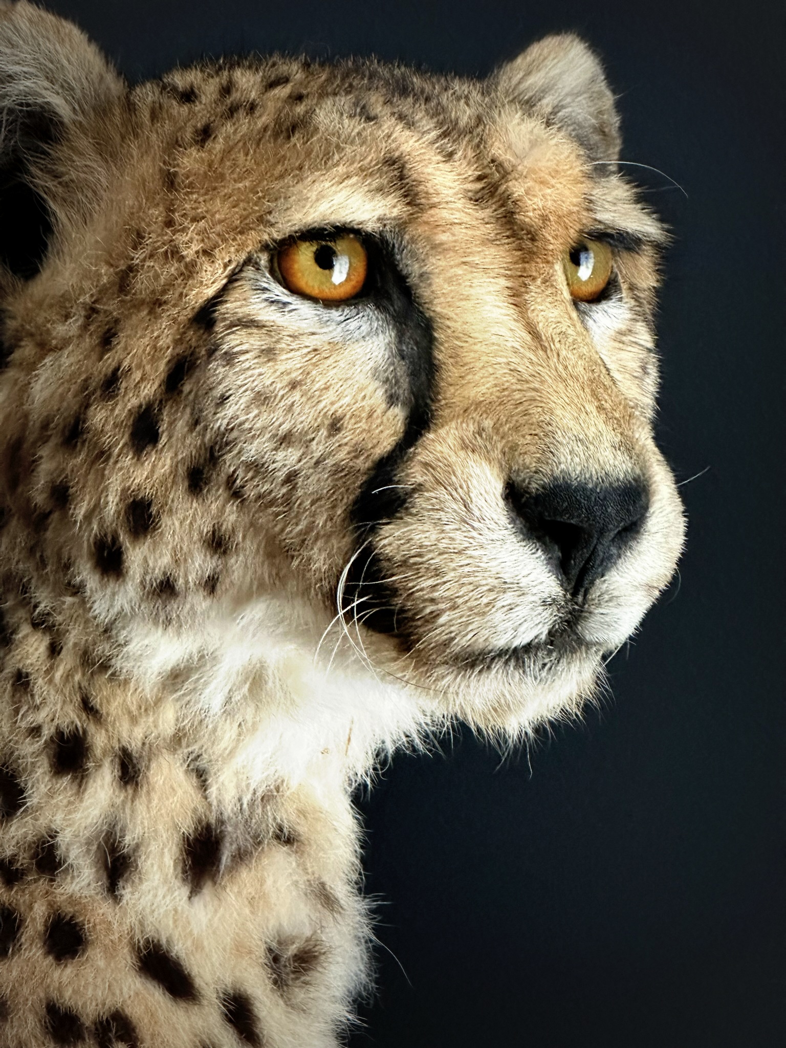 Opgezette Cheetah