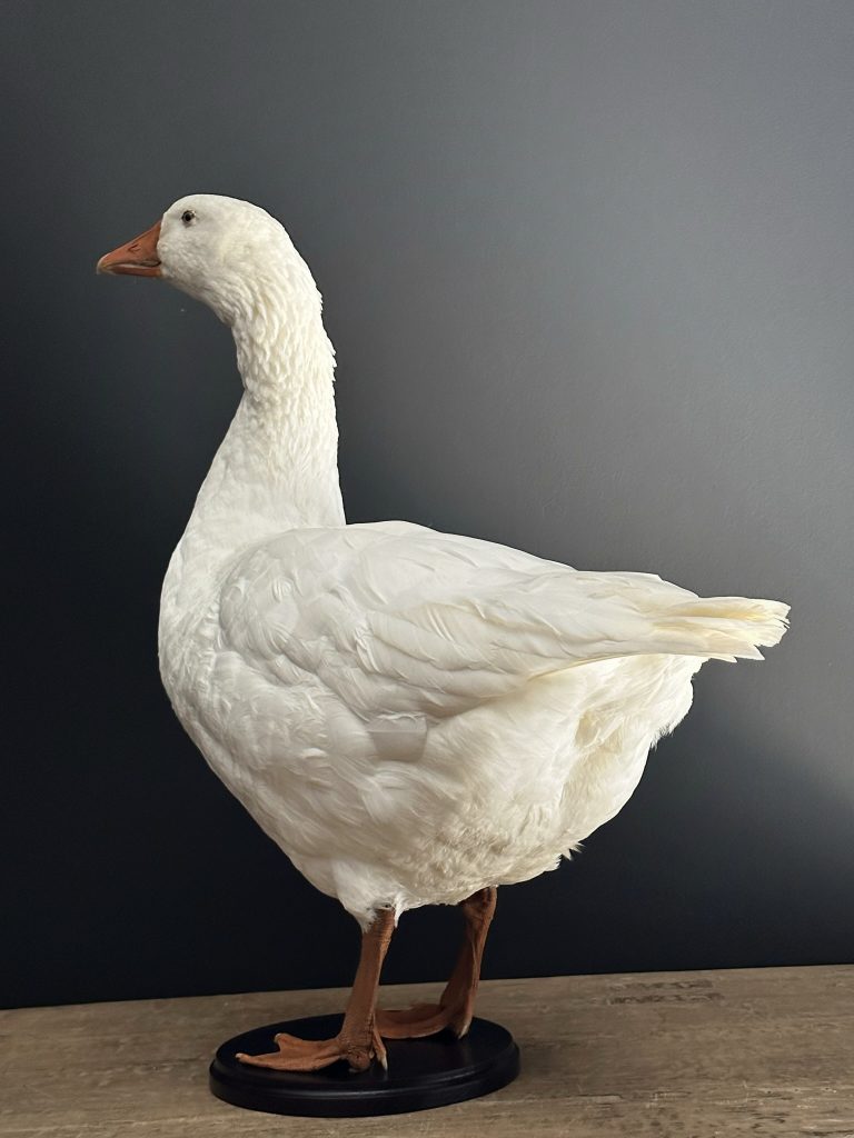 Opgezette witte gans