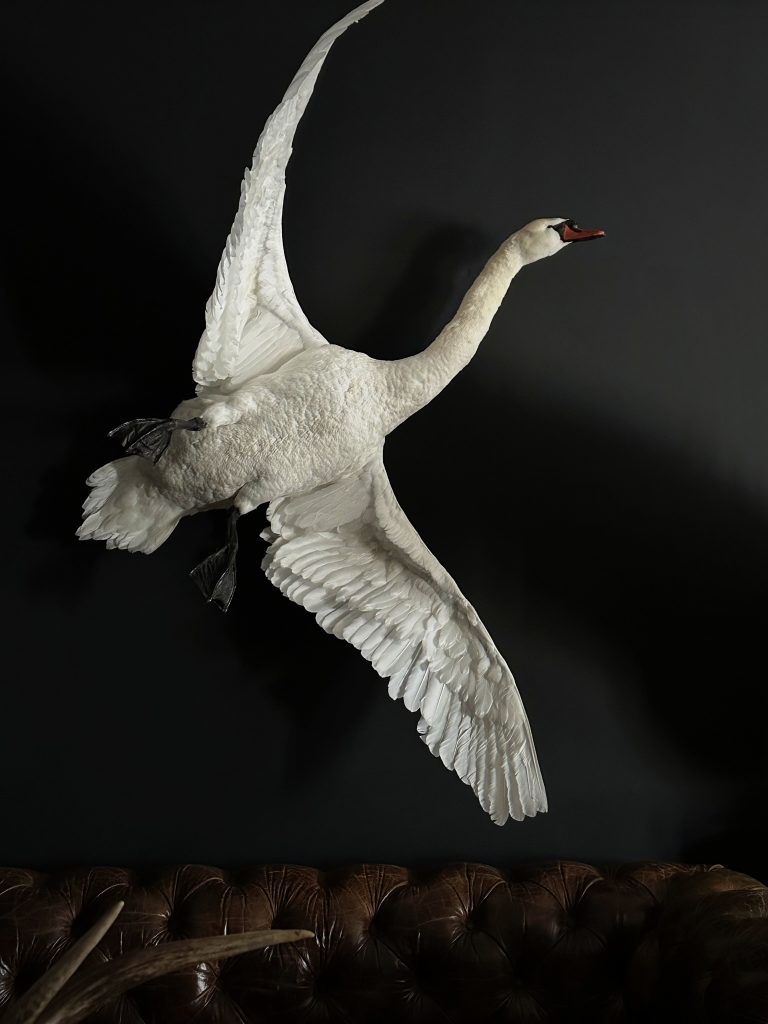 Ausgestopfter fliegender Schwan