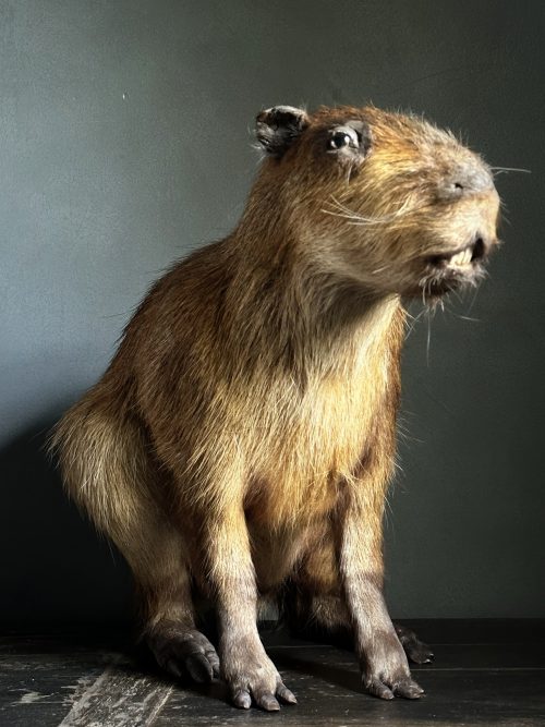 Opgezette Capibara