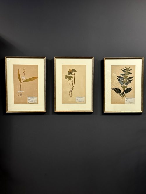 Antique Swedish herbarium pages.