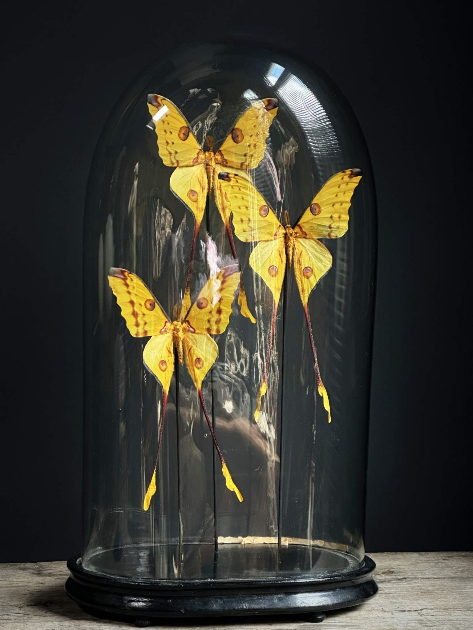 Antieke ovale Stolp met komeetstaart vlinders