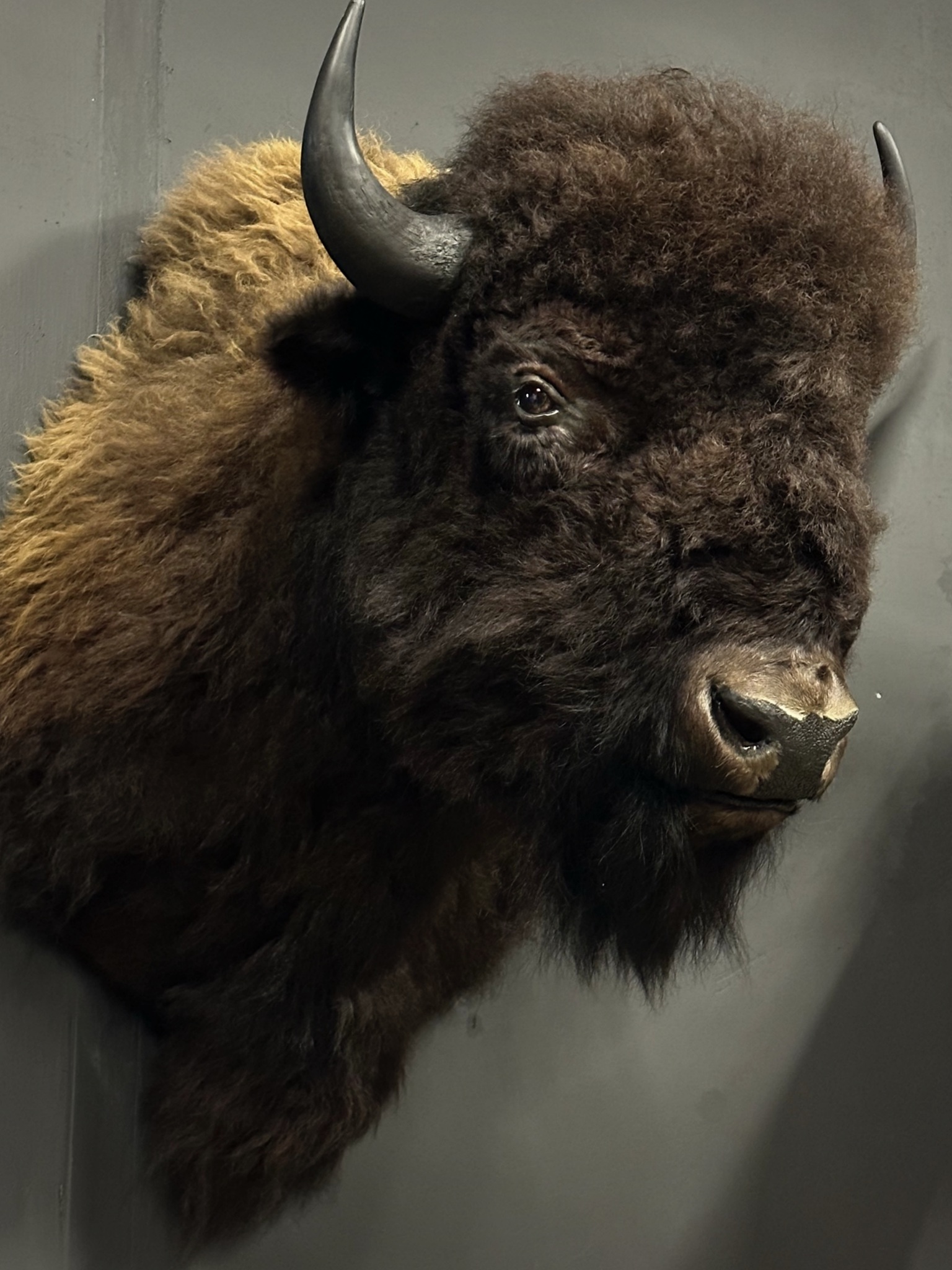 Kop van een grote bizon XXL
