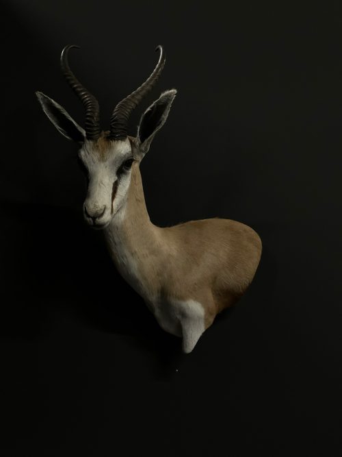 Kop van een springbok