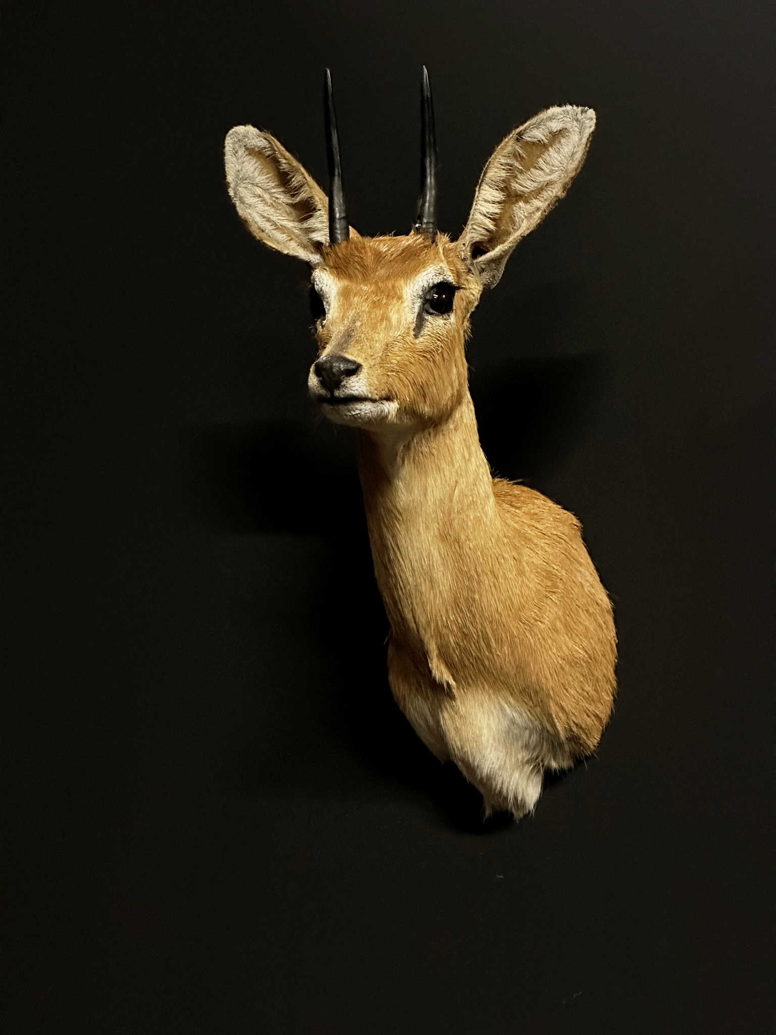Taxidermy head of an African Steenbok