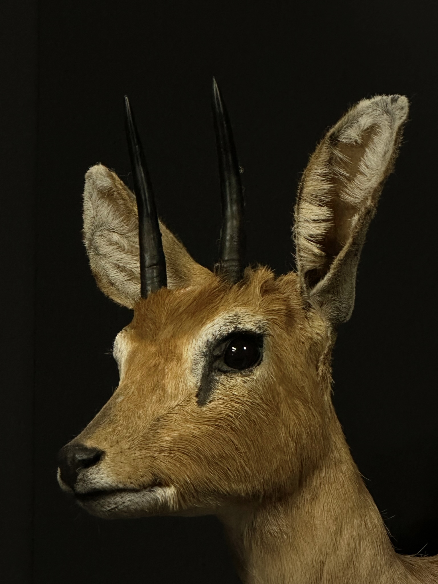 Taxidermy head of an African Steenbok
