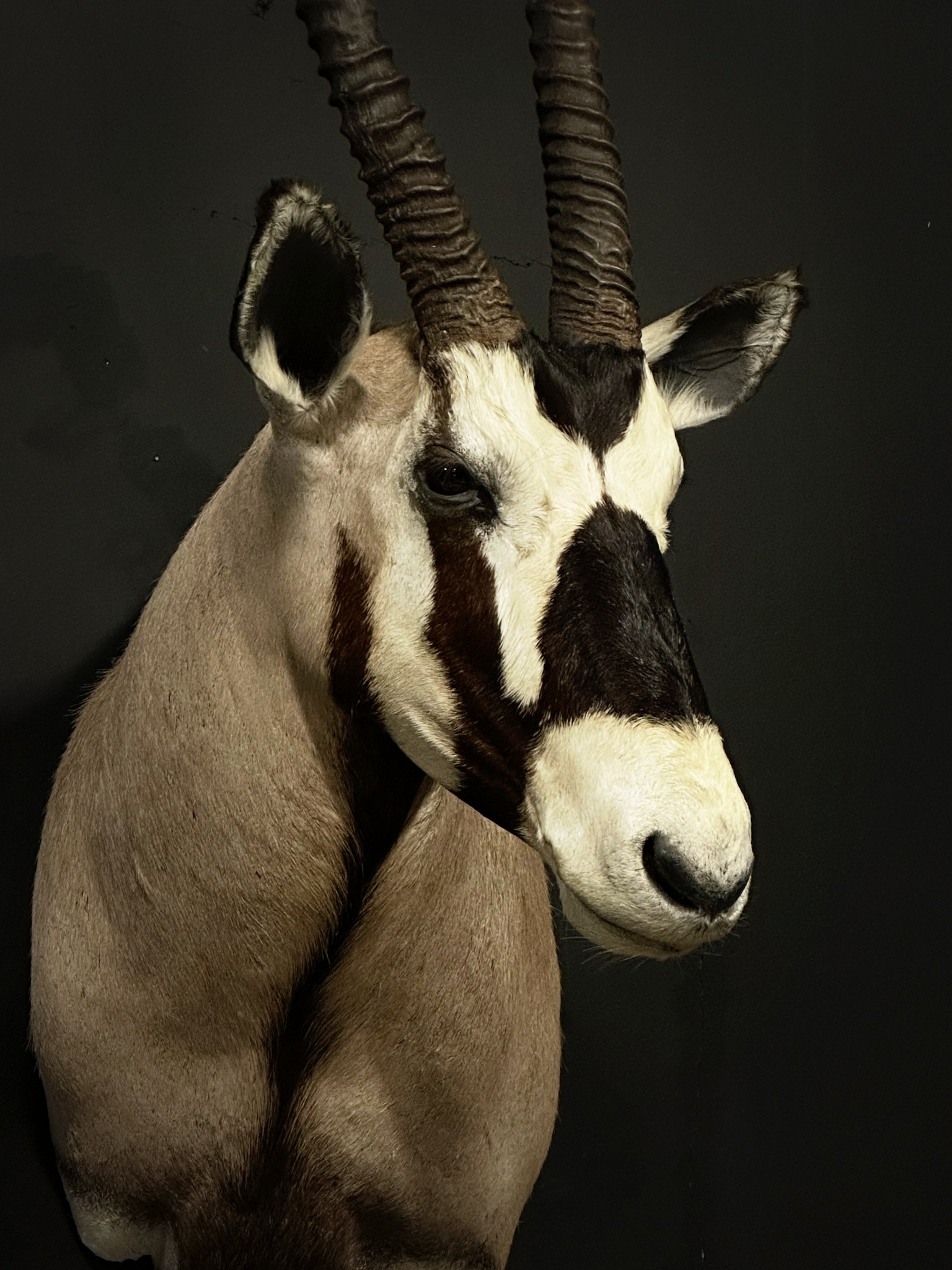 Opgezette kop van een Oryx.