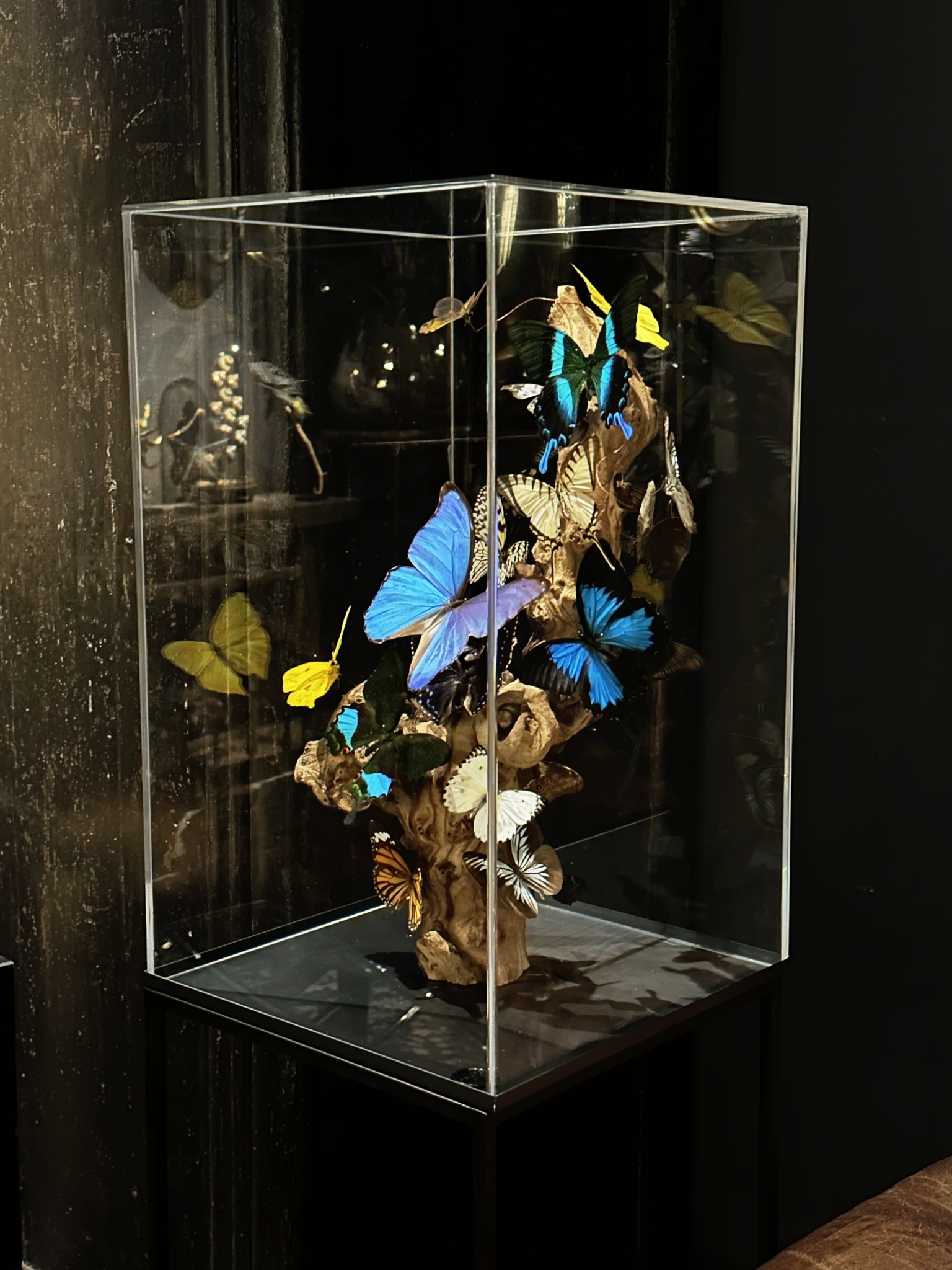 Design vitrine met kleurrijke vlinders