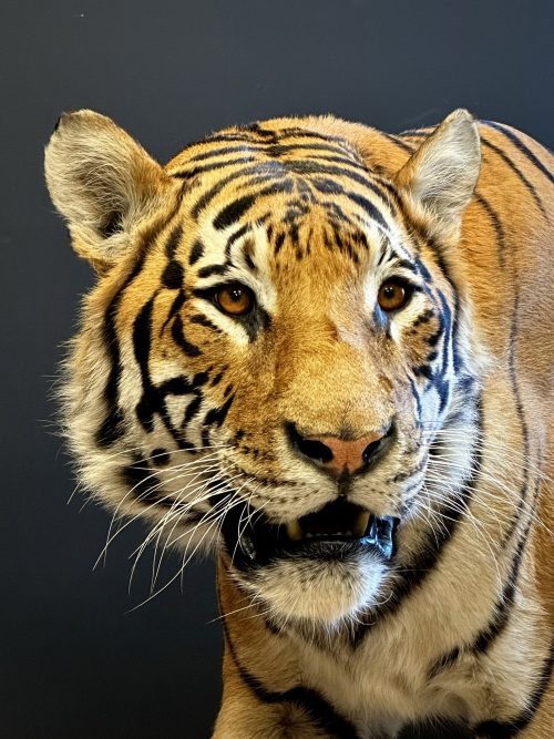 Taxidermie Tiger