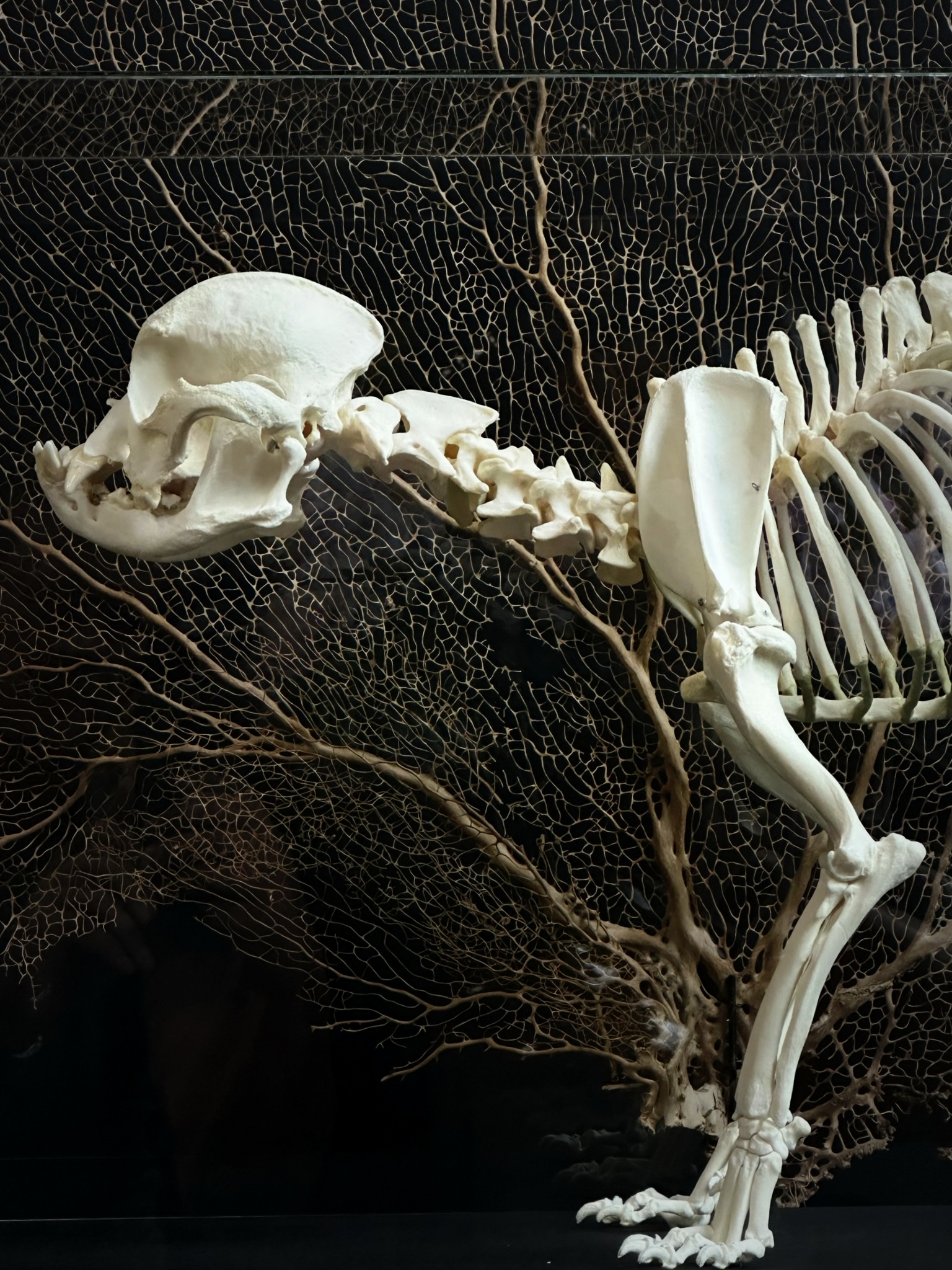 Skelet van een volwassen Engelse buldog