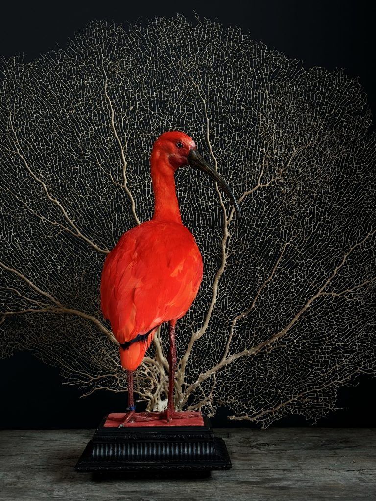 Taxidermie roter Ibis