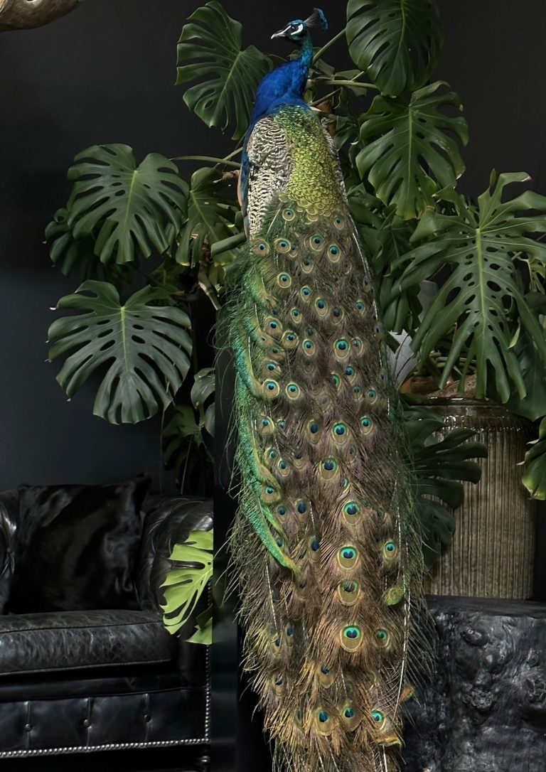 Pfau Taxidermie XXL