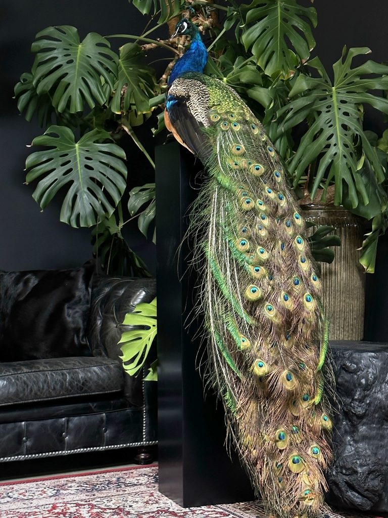 Taxidermie blauer Pfau