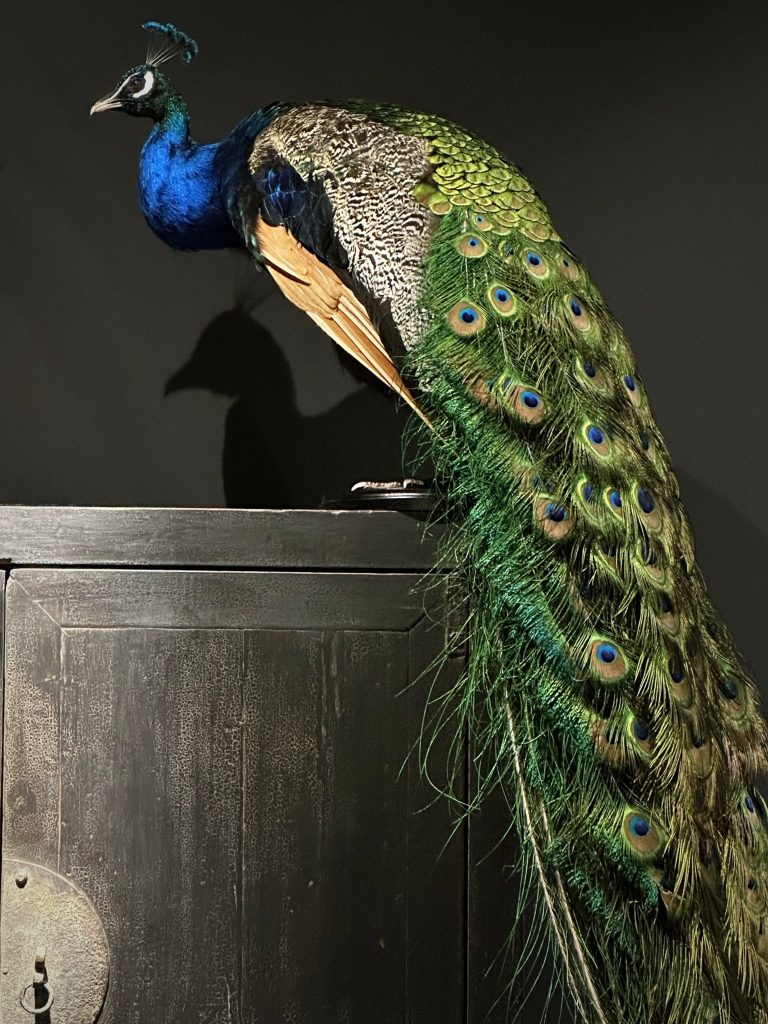 Taxidermie blauer Pfau