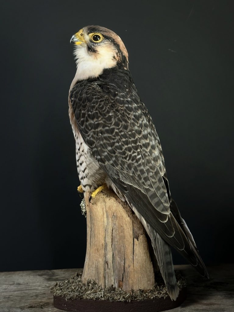 Ausgestopfter Lannerfalke (Falco biarmicus).