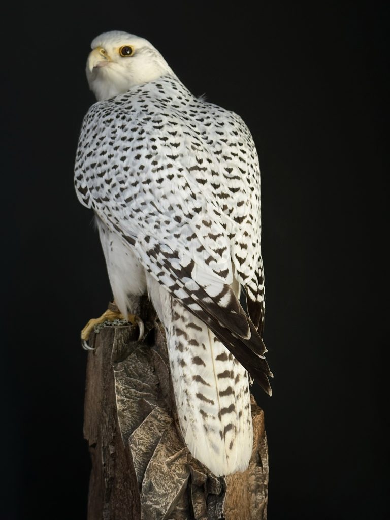 Ausgestopfter weißen Gyrfalcon. (Falco  rusticulos)