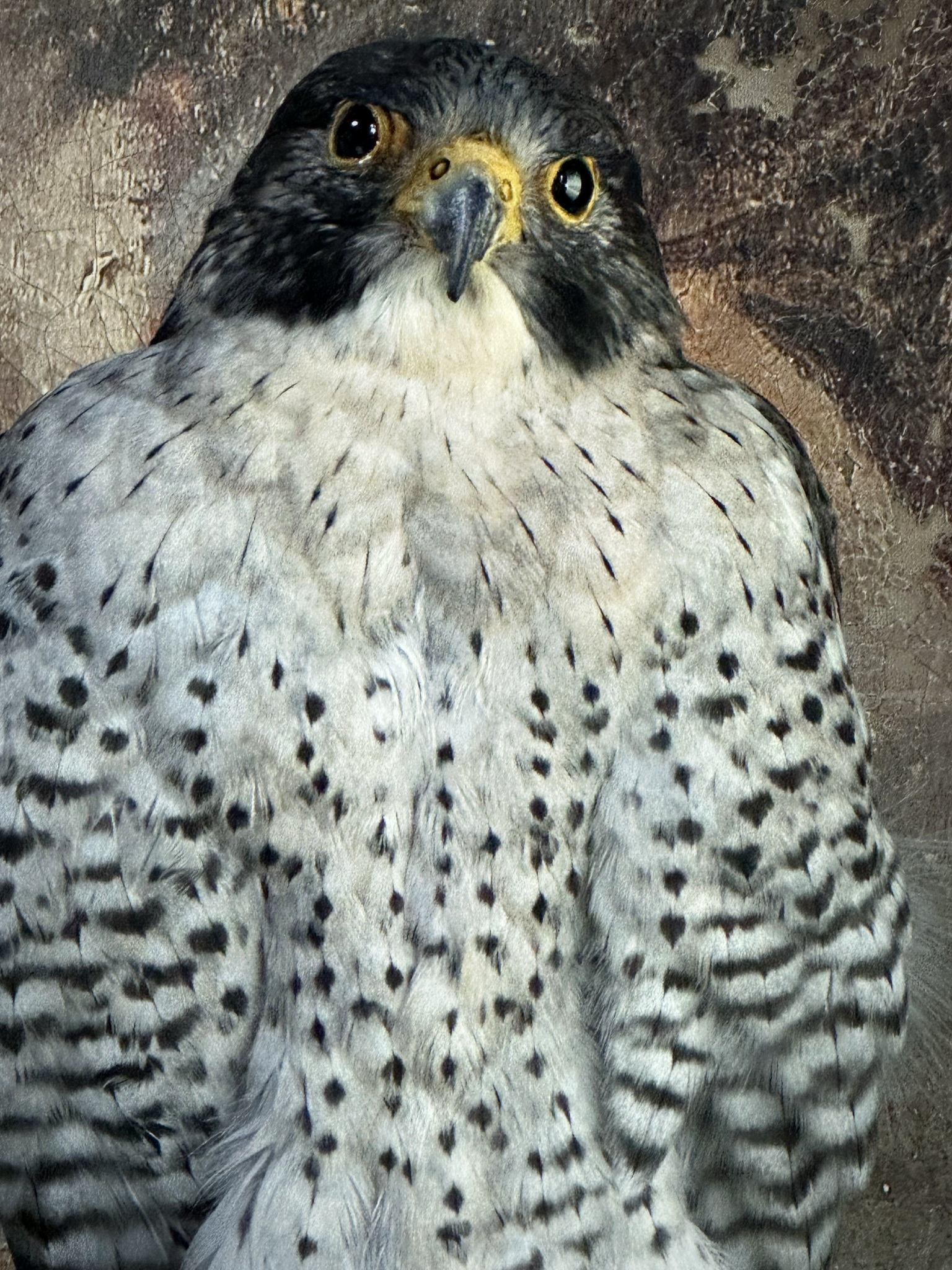 Opgezette slechtvalk (Falco peregrinus)