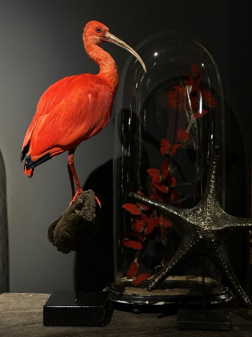 Taxidermie rode ibis