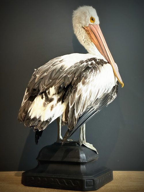 Opgezette Pelikaan (Pelecanus conspicillatus)