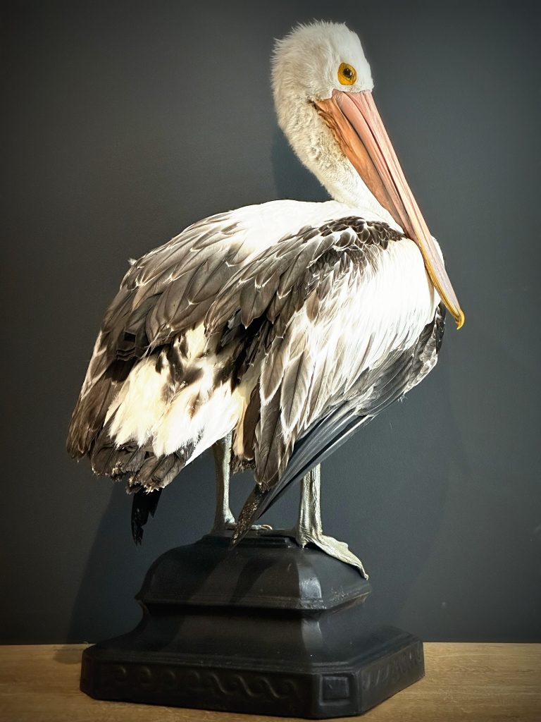 Ausgestopfter Pelikan (Pelecanus conspicillatus)