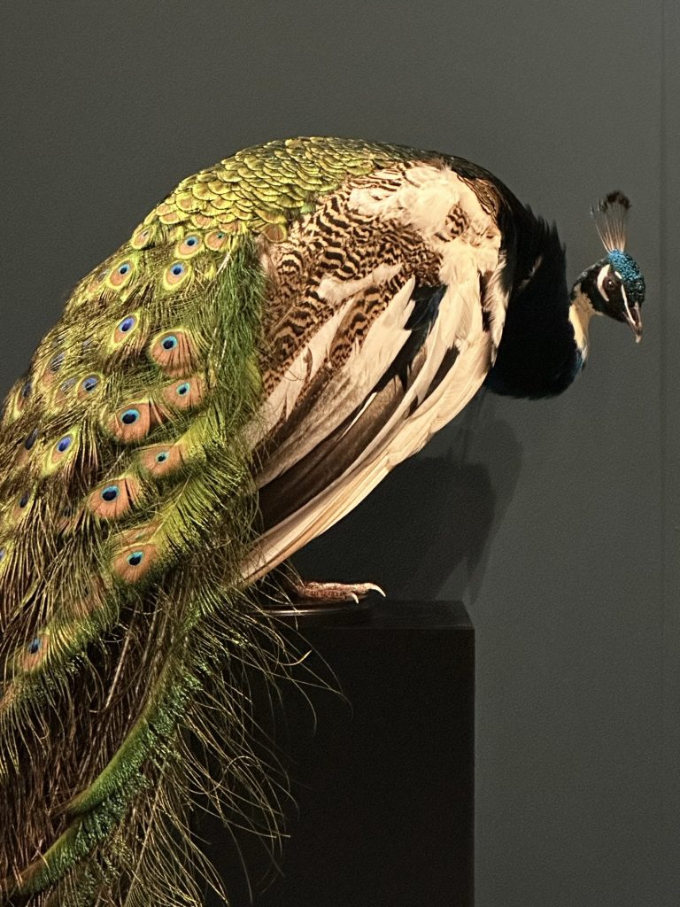 Gefleckter Pfau taxidermie