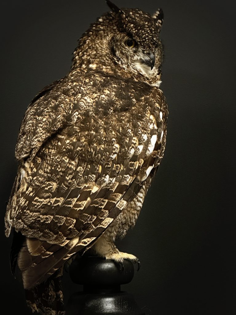 Taxidermie afrikanischer Uhu