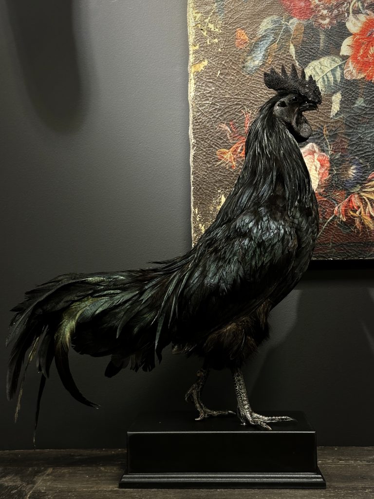 Taxidermie-Hahn (Ayam Cemani)