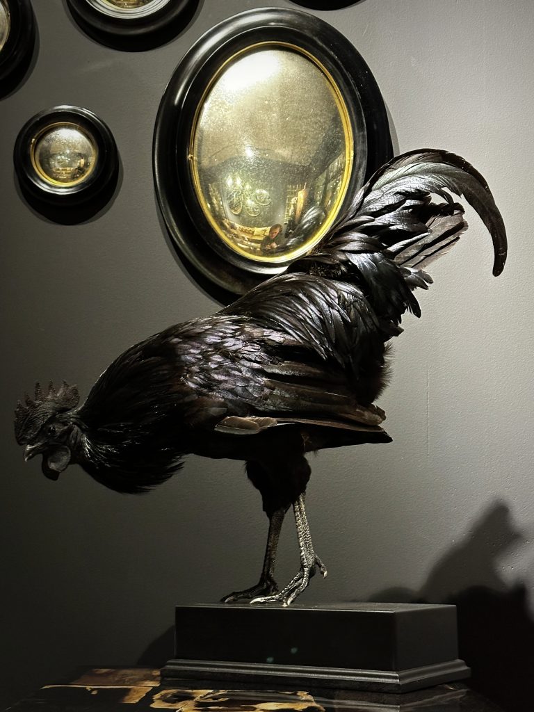 Taxidermie-Hahn (Ayam Cemani)