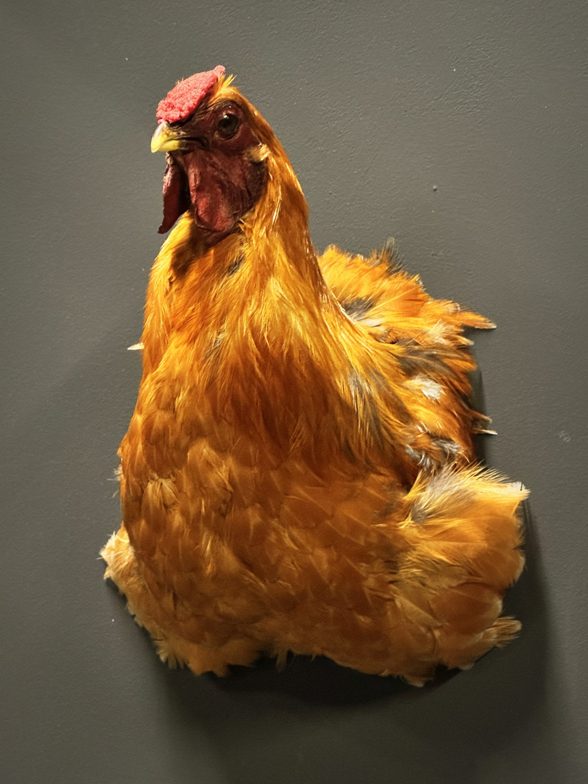 Opgezette kop van een kip