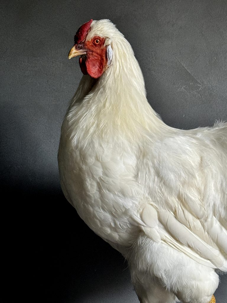 Taxidermie weißes Huhn