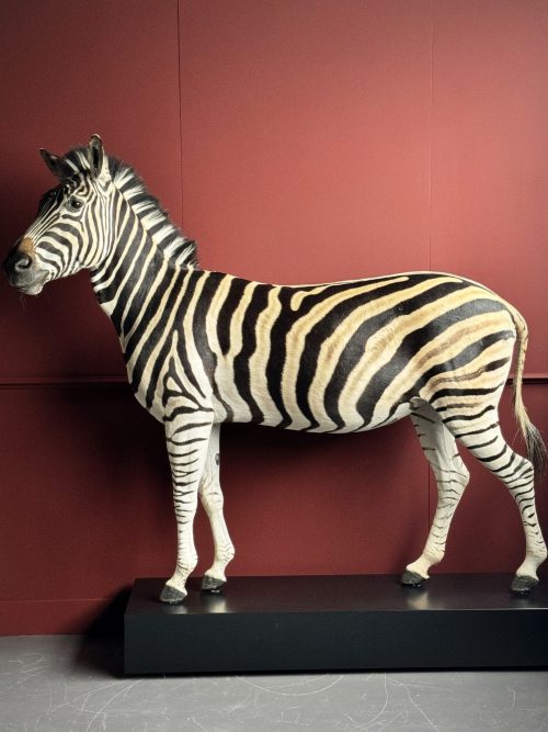 Opgezette zebra.