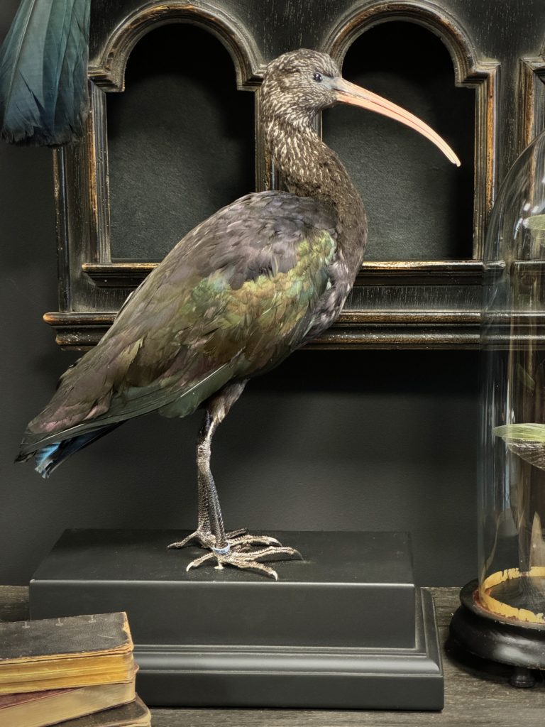 Taxidermie Schwarzer Ibis