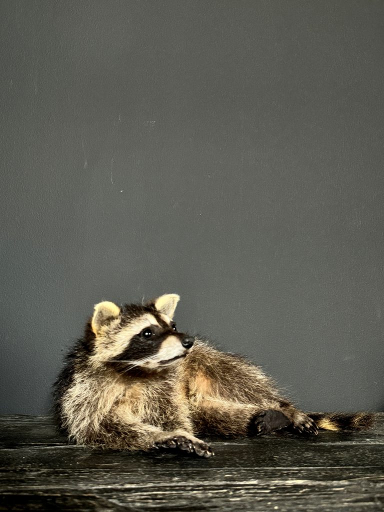 Natuurgetrouw opgezette jonge wasbeer