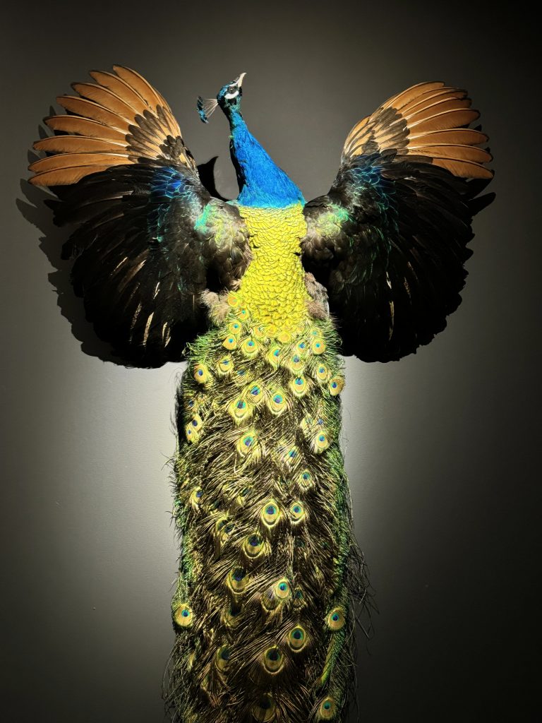 Taxidermie Schwarzflügelpfau