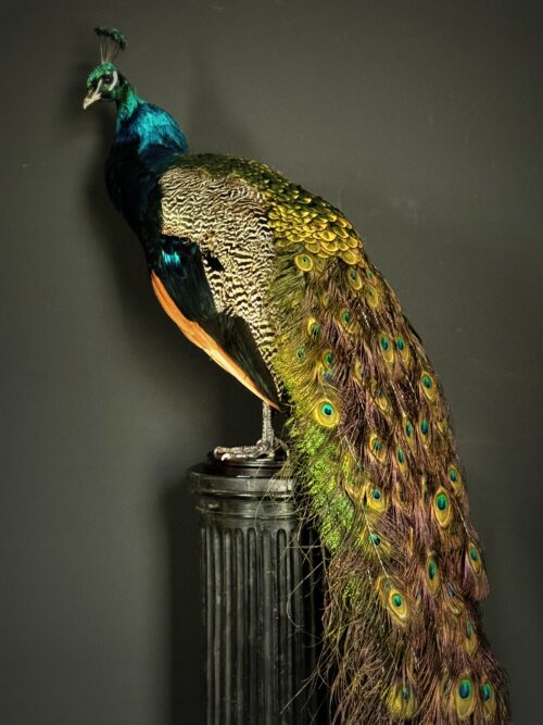 Taxidermie Pauw