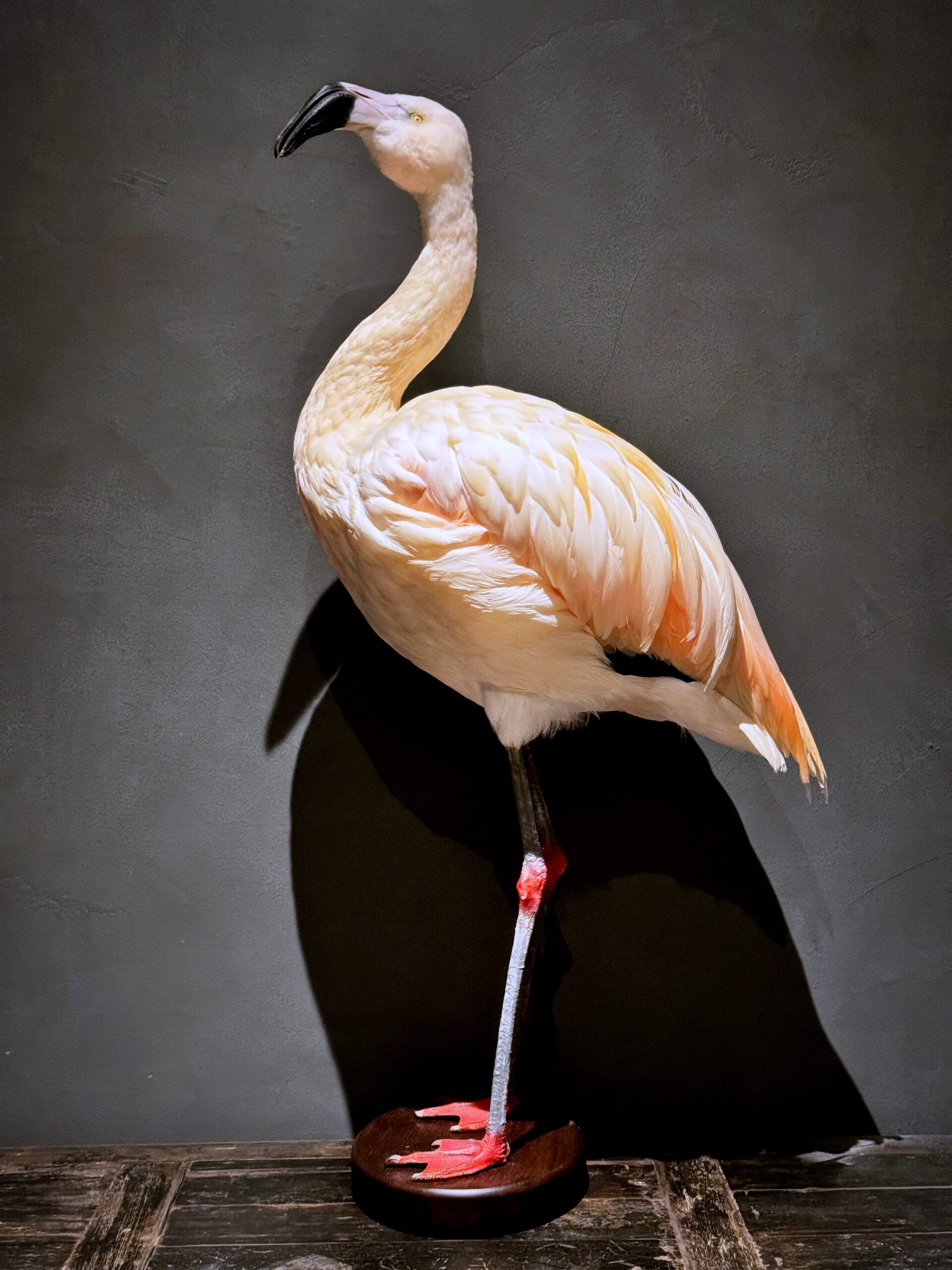 Opgezette Flamingo