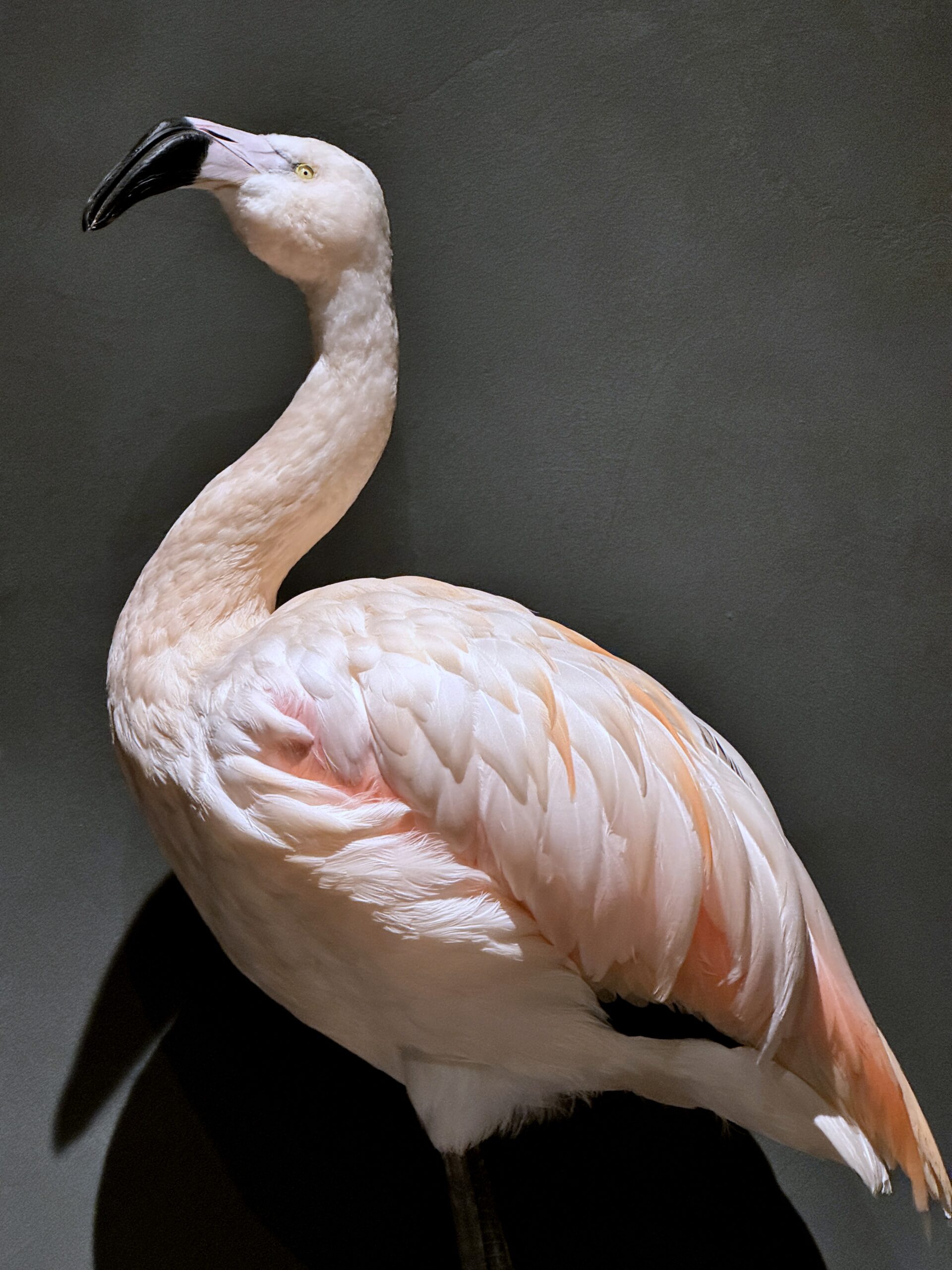 Opgezette Flamingo